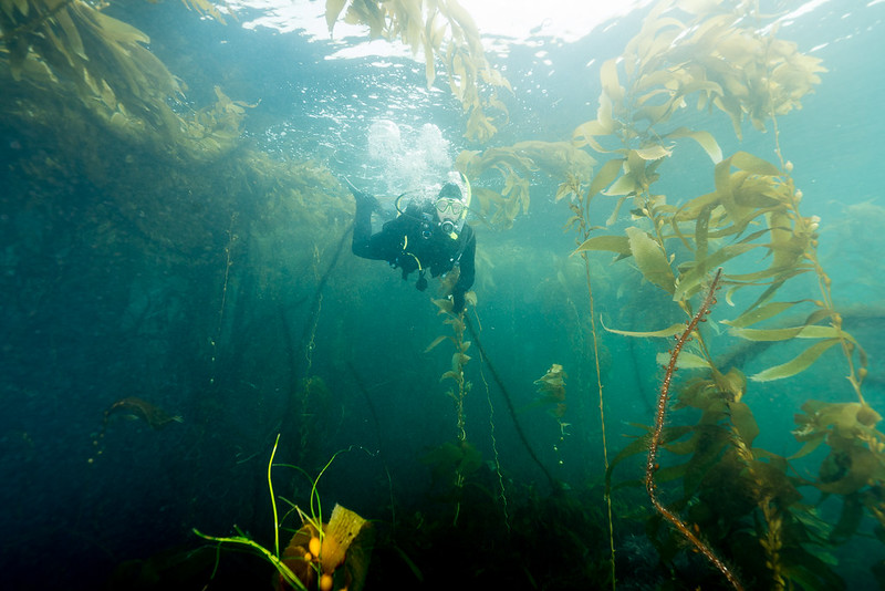 Things to Do Scuba Diving at Channel Islands