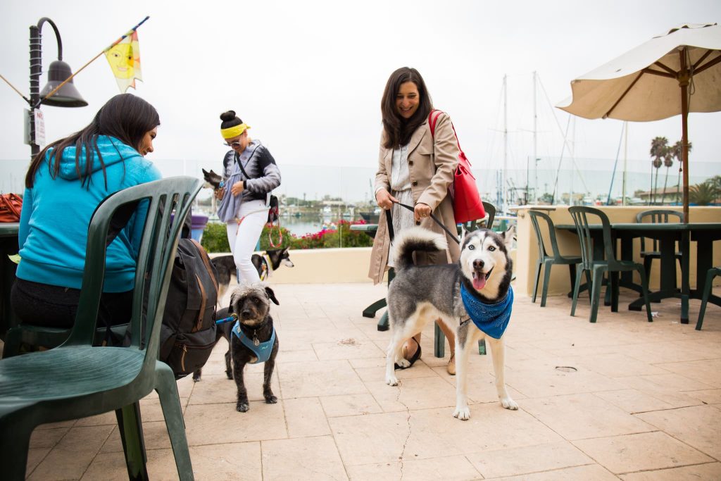 Dog friendly at Ventura Harbor