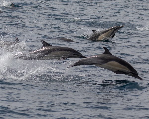 Whale Watching Ventura: 5 Reasons You Have To Go