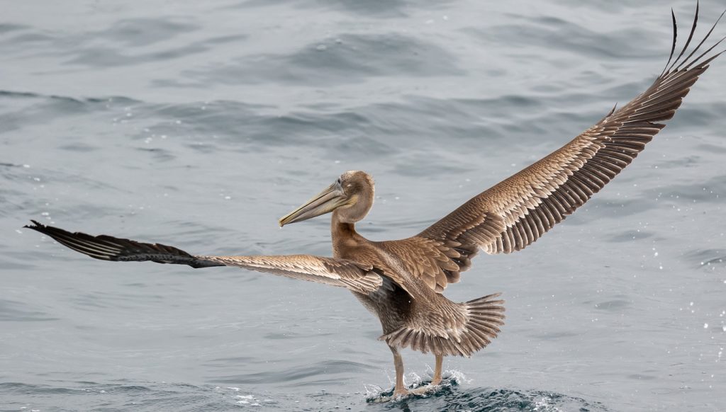 Bird Watching: Brown Pelican, whale watching, Island Packers