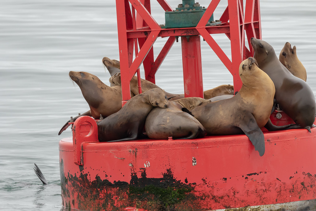 Harbor Seals, Island Packers whale watching