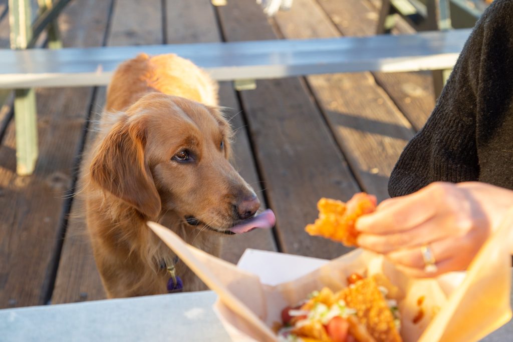 Dog friendly restaurants in Ventura