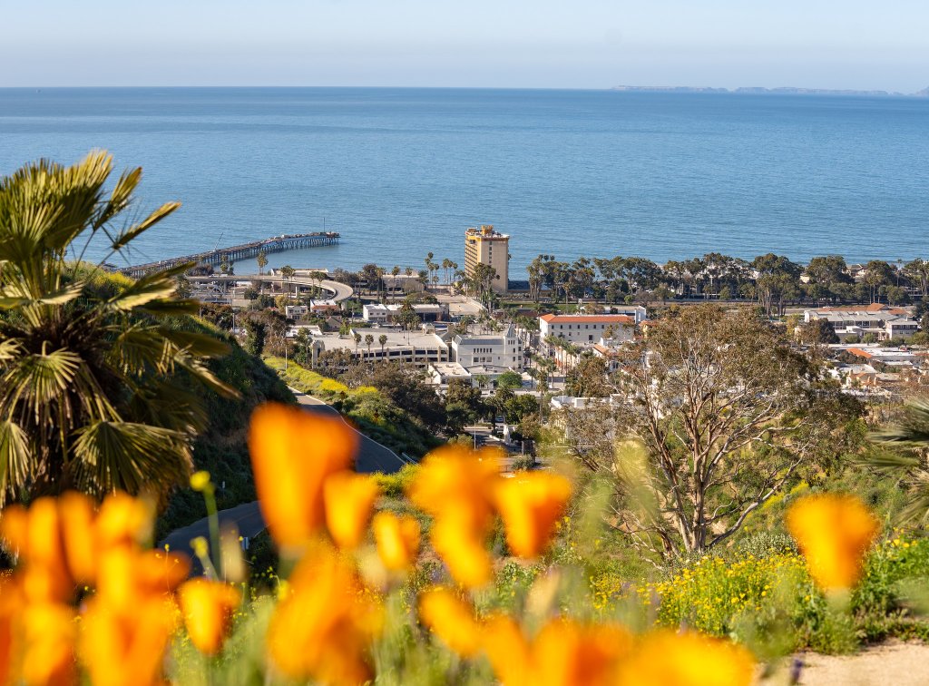 Valentine's Day Weekend Itinerary in Ventura Ventura Botanical Gardens, poppies