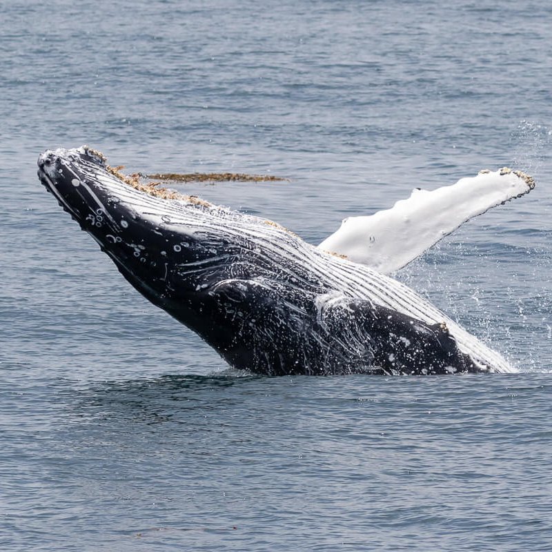 Whale breaching Ventura California