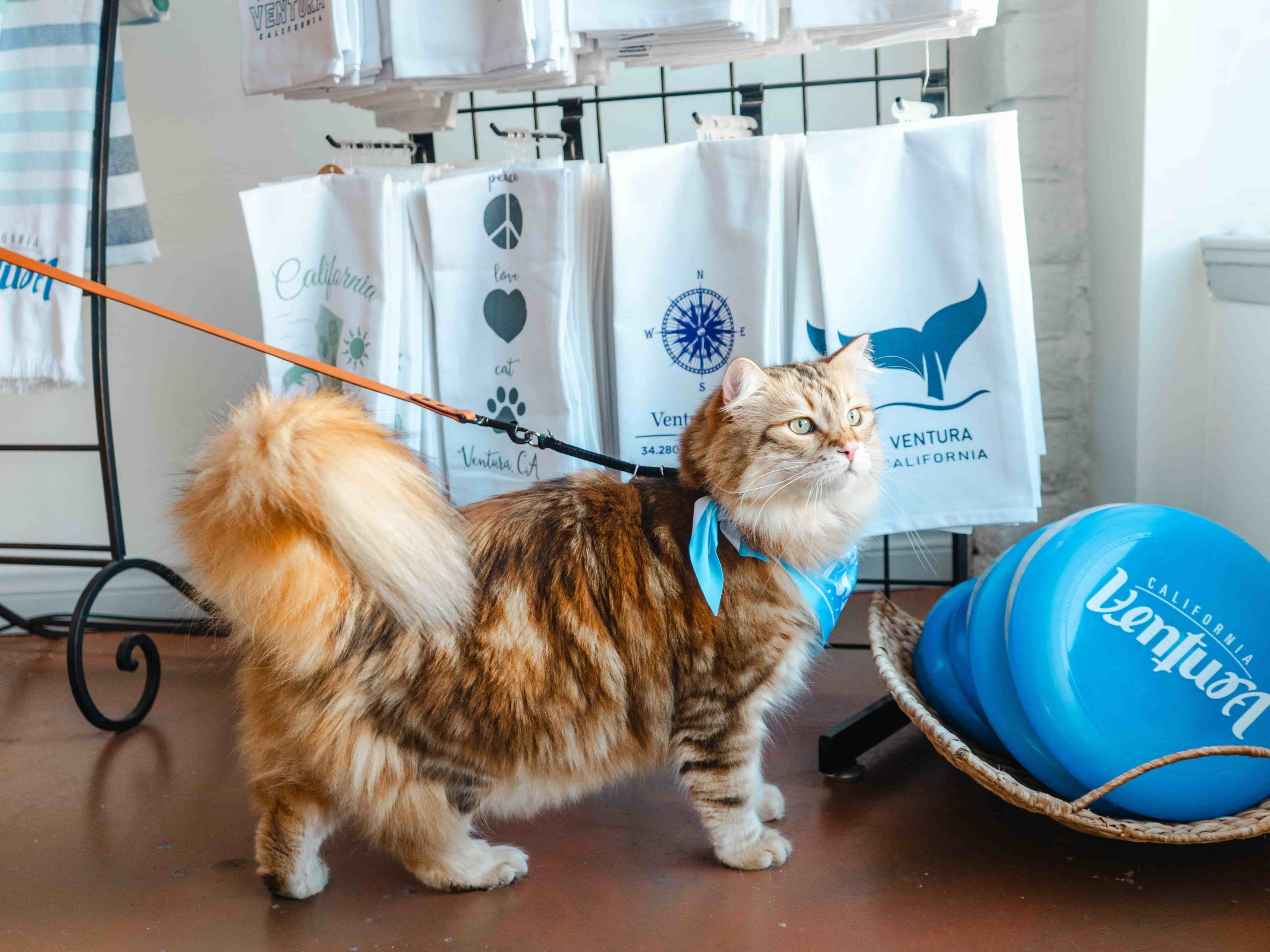 Percy, cat friendly Visitor Center