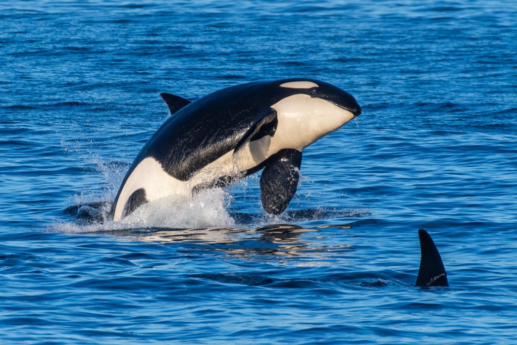 orca whales on island packers boat