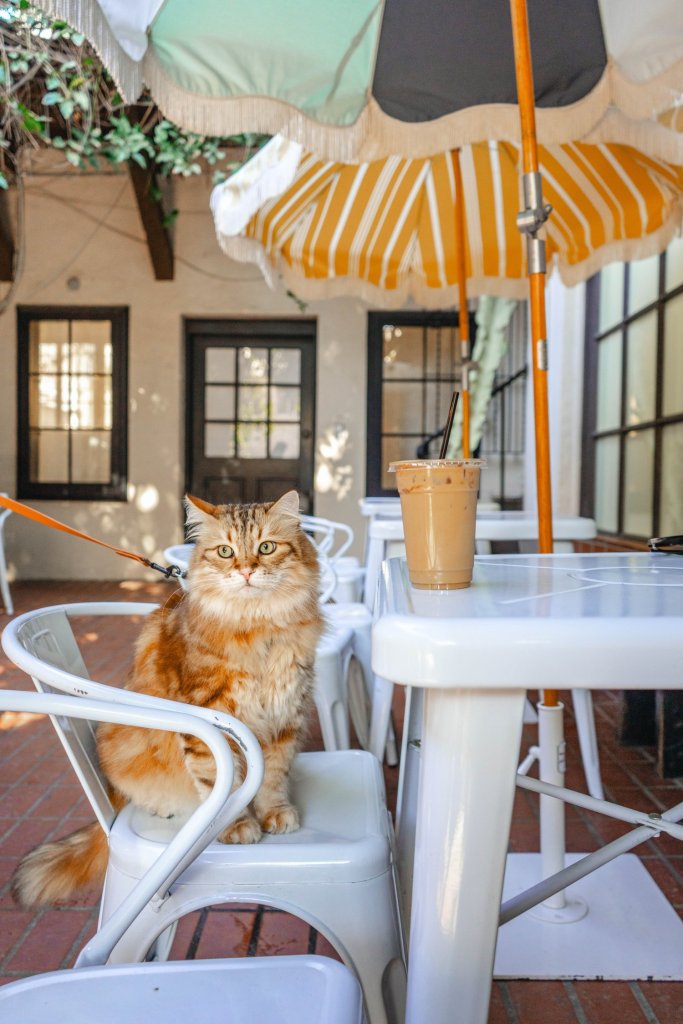 Pet friendly cafe: Palm and Boy