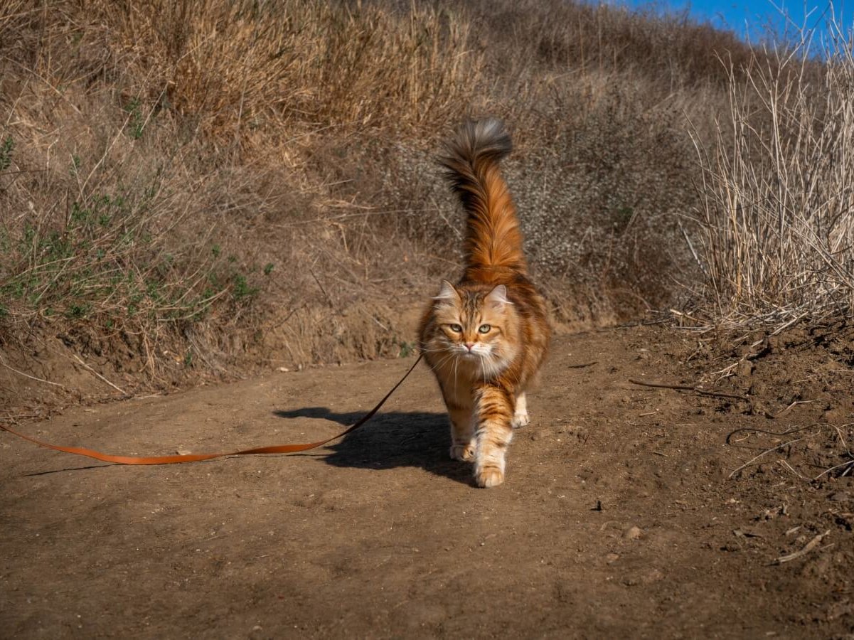 Cat friendly at Arroyo Verde Park