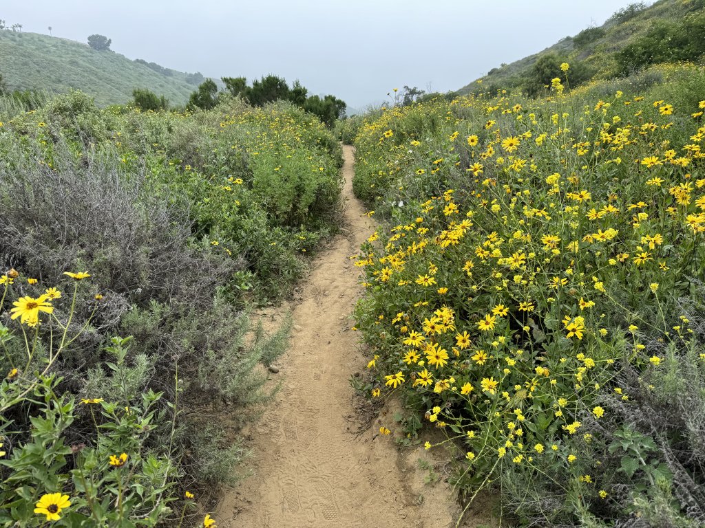 Ventura Flowers and Your Conservation Powers harmon canyon flowers