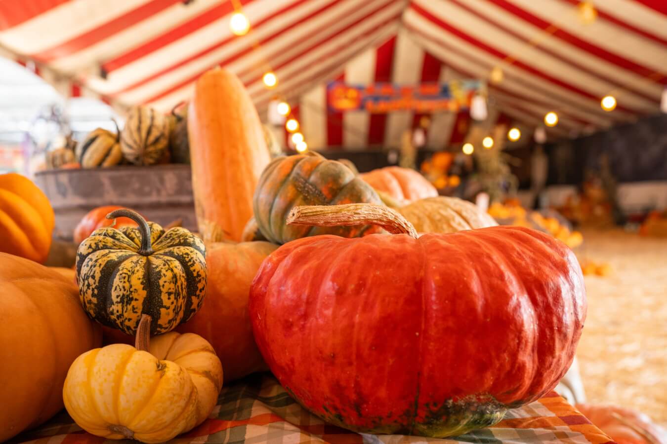 A variety of pumpkins displayed on a cloth inside a tent