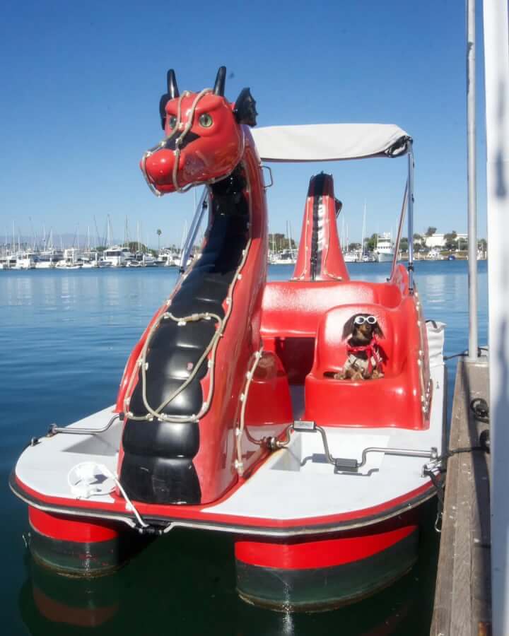 rowdy dog water boat