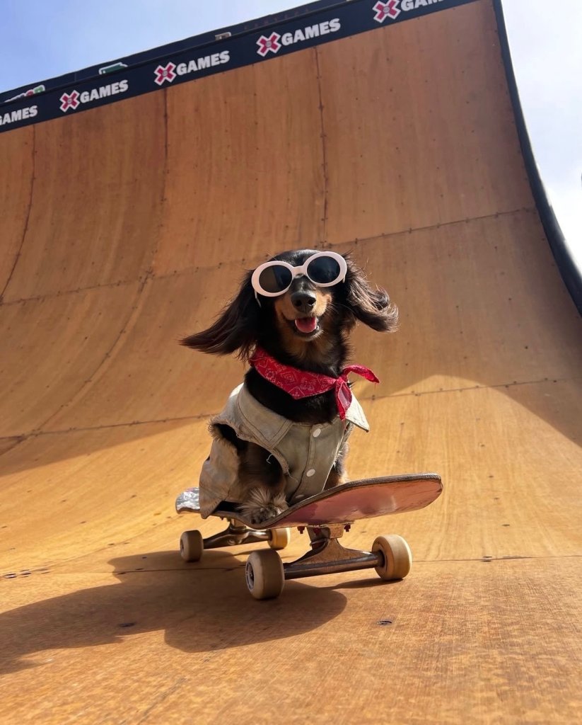 Short Dawgs in da House