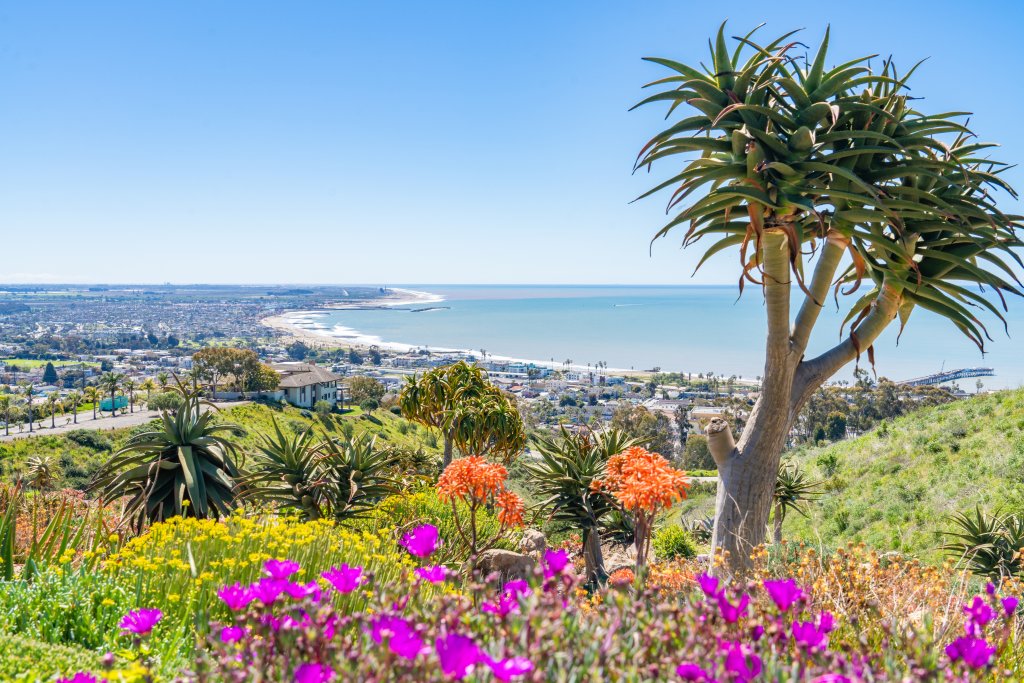 flowers at Ventura Botanical Gardens