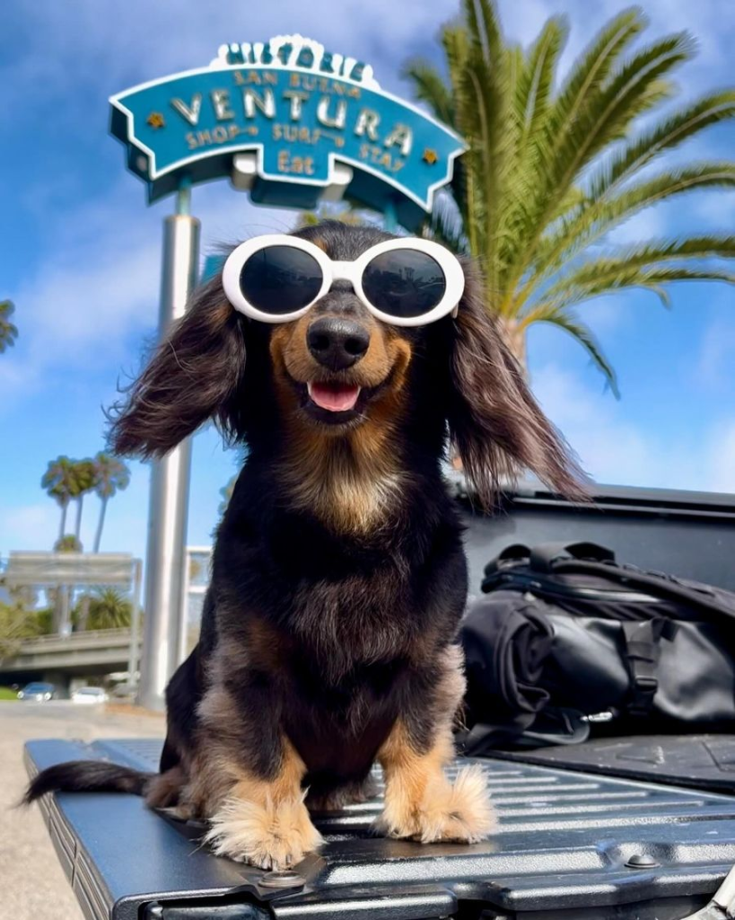 Viral Skateboarding Dachshund Brings “Short Dawgs in Da House” Dog Racing Festival to Ventura Harbor Village Viral Skateboarding Dachshund Brings “Short Dawgs in Da House” Dog Racing Festival to Ventura Harbor Village